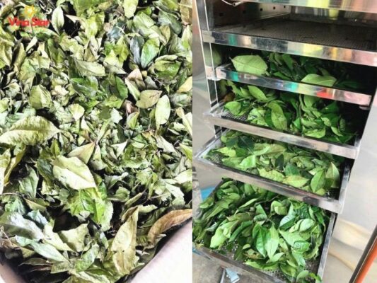 Quy trình 3 bước sấy dược liệu chuẩn kỹ thuật