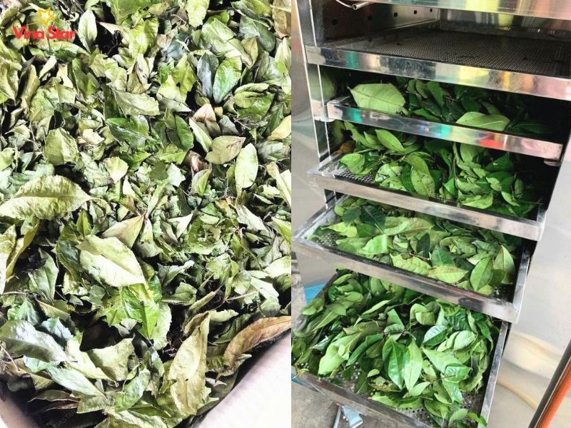 Quy trình 3 bước sấy dược liệu chuẩn kỹ thuật